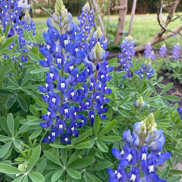 Other - 50 Seeds Texas Bluebonnet Wildflower Lupinus texensis Flower Seeds Garden